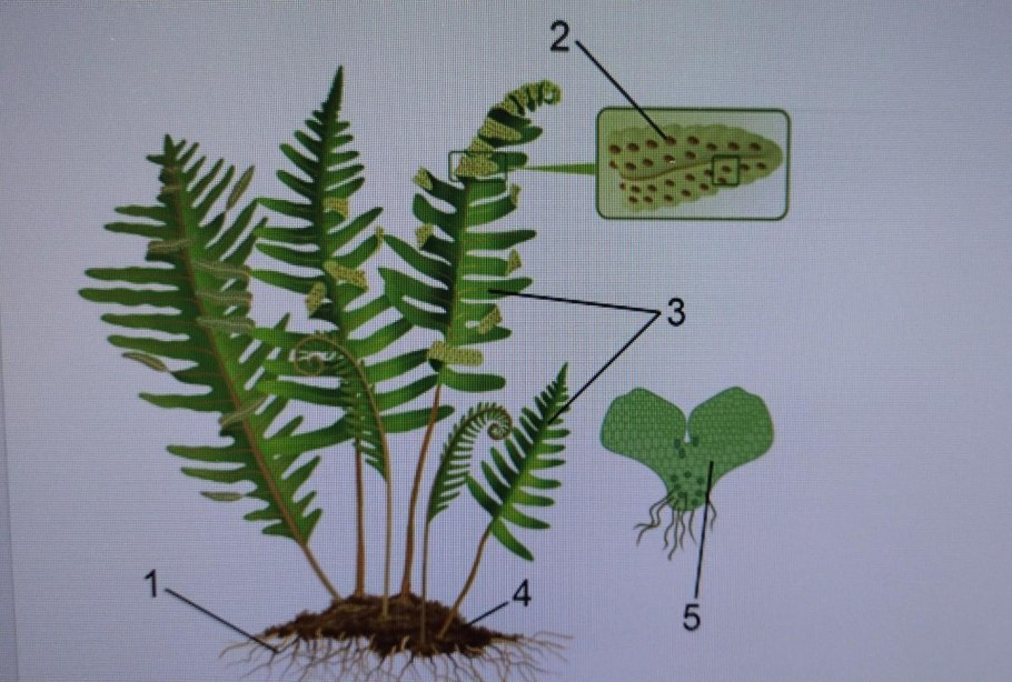 Плаун булавовидный строение