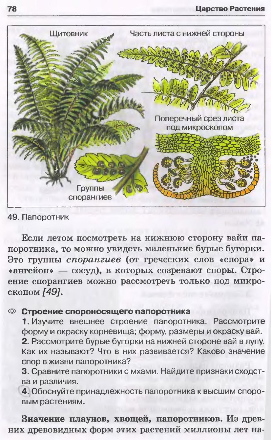 Папоротник Щитовник и группы спорангиев