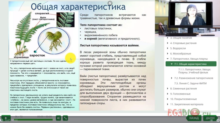 Строение папоротника лист Вайя