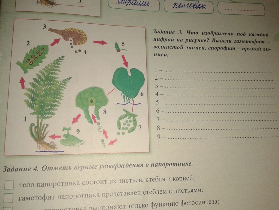 Цикл развития папоротниковидных схема