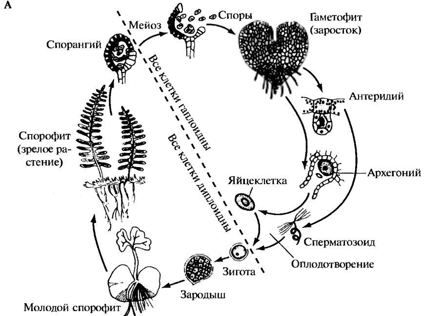 Клетка спорангия папоротника