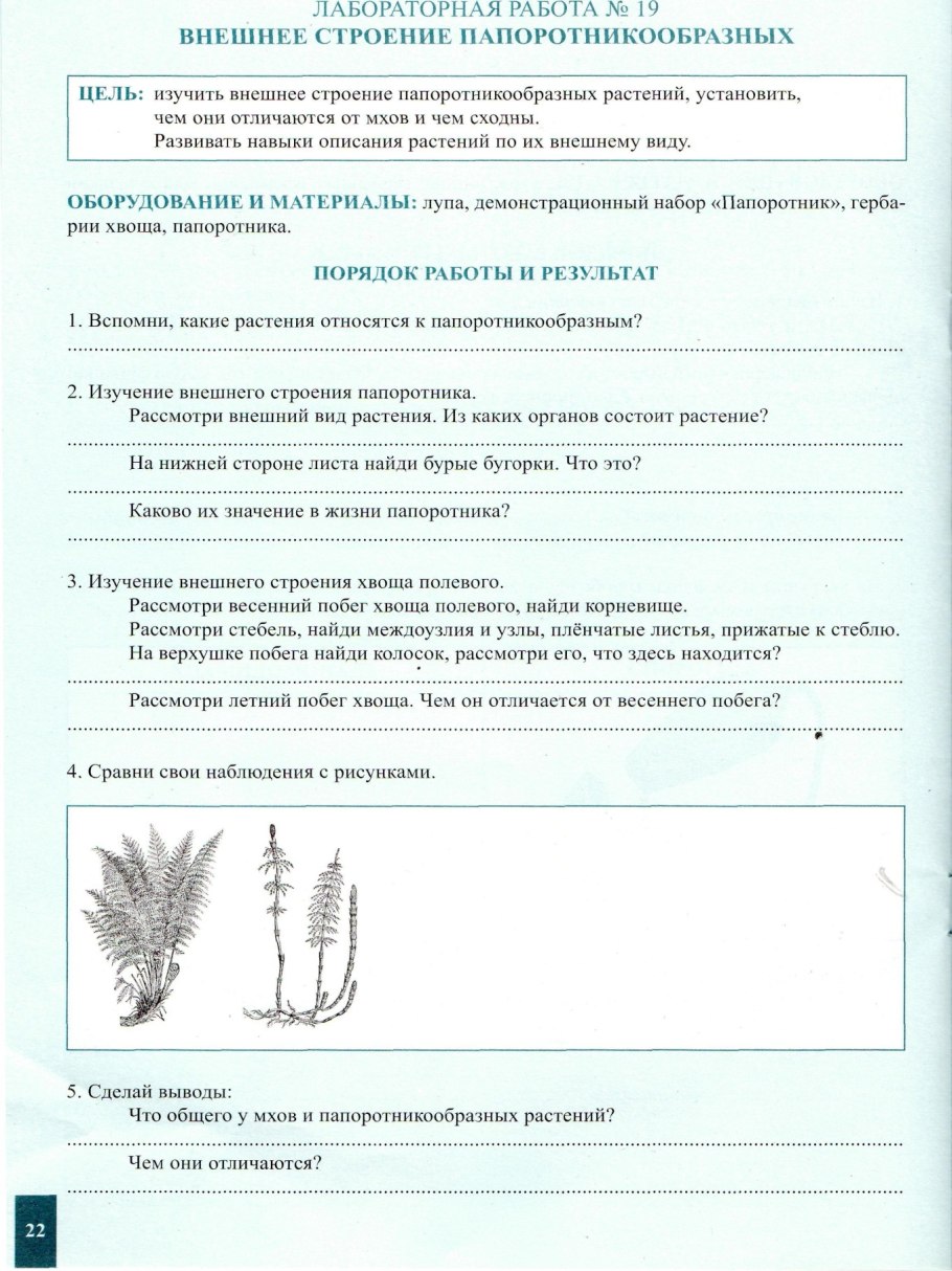 Строение папоротника