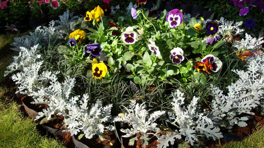 Цинерария серебристая однолетник