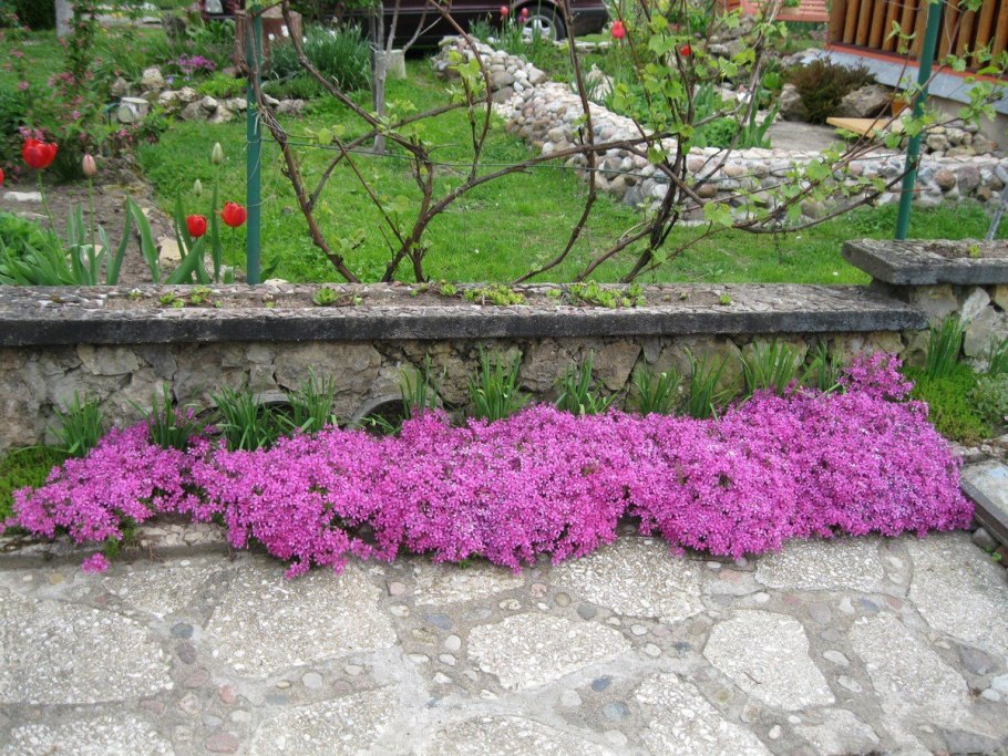 Флокс шиловидный бордюрный