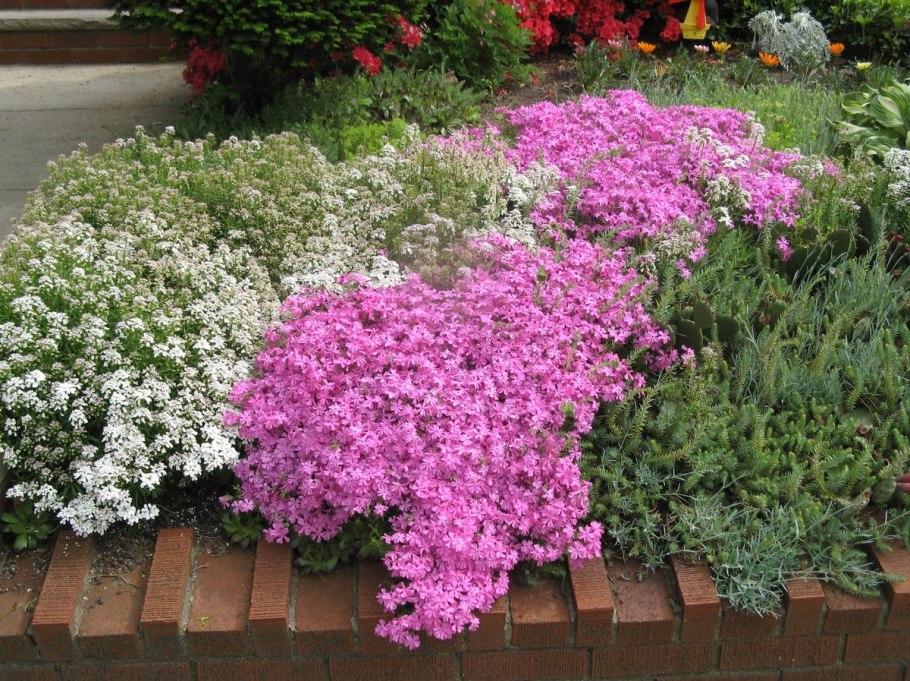 Почвопокровные многолетники Беккер