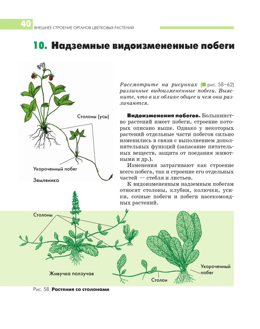 Части растения