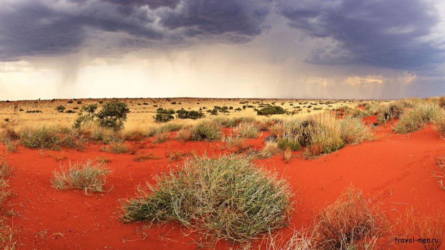 Пустыни и полупустыни Австралии растения