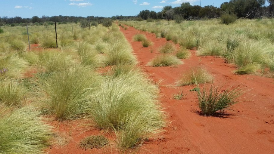 Малли скрэб