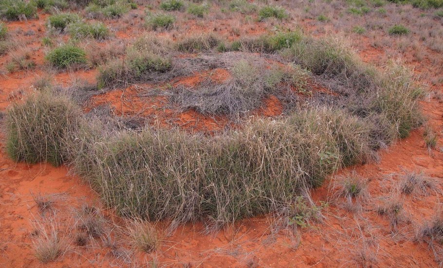 Triodia Spinifex