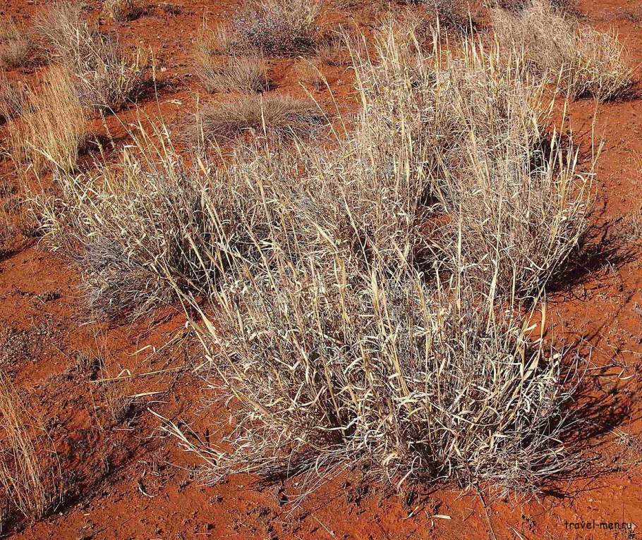 Спинифекс растение Австралии