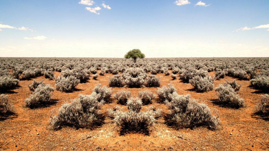 Ксерофиты растения пустынь