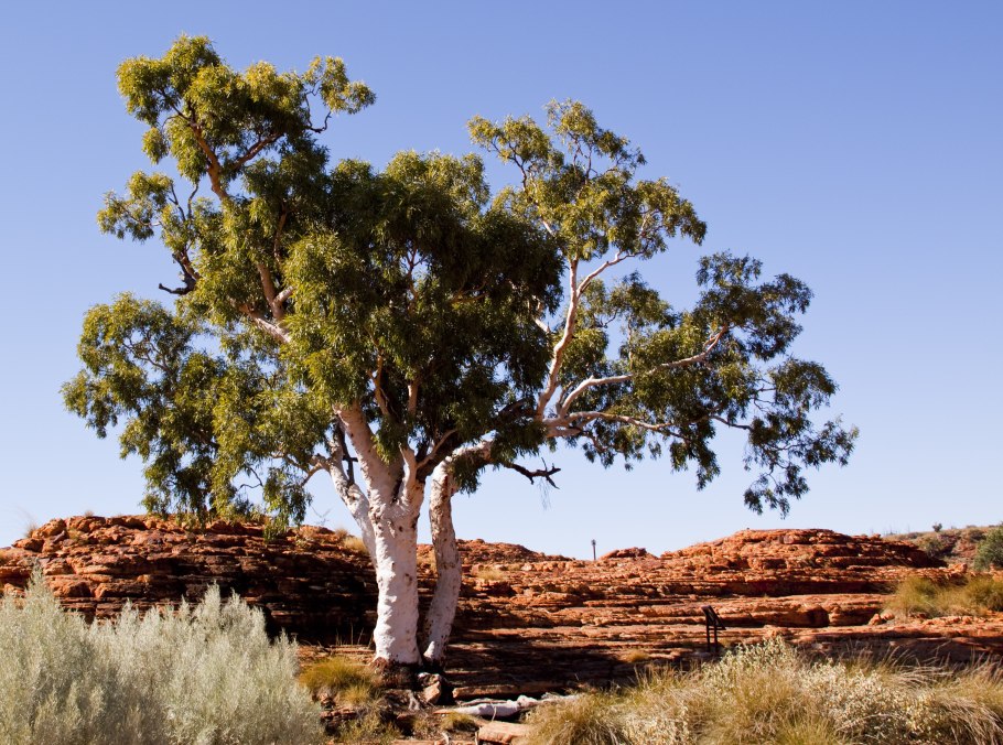 Растения Австралии эвкалипт