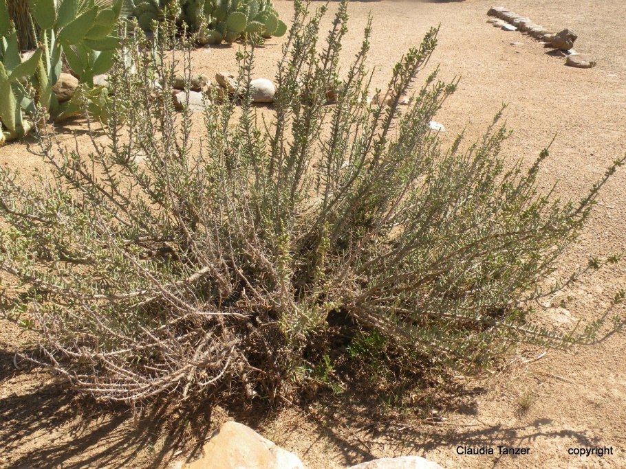 Растительность в пустынях