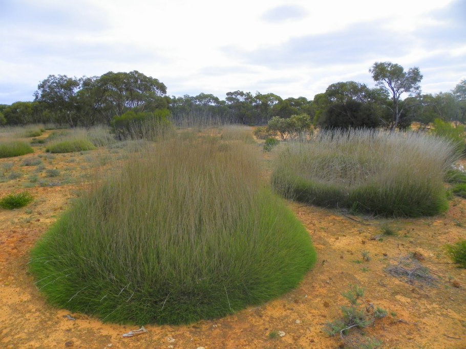 Спинифекс растение Австралии
