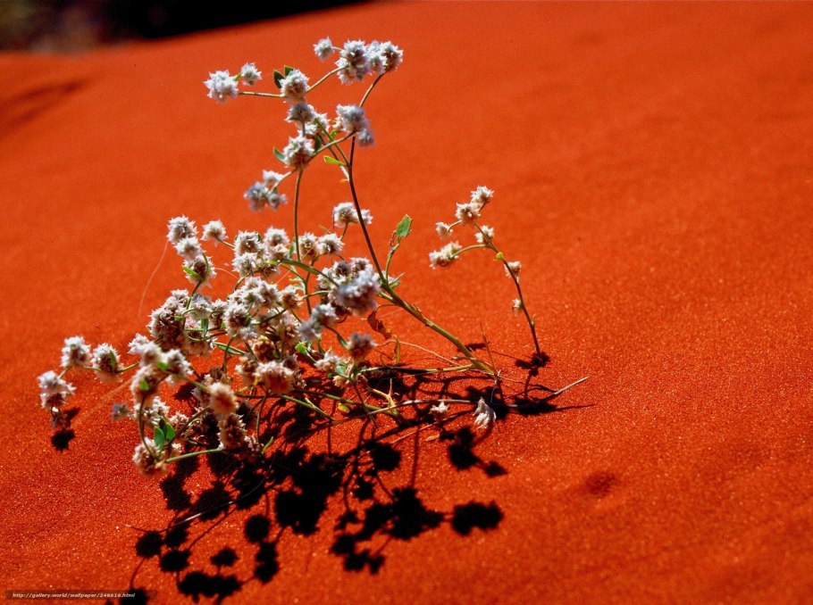 Растения пустынь Австралии