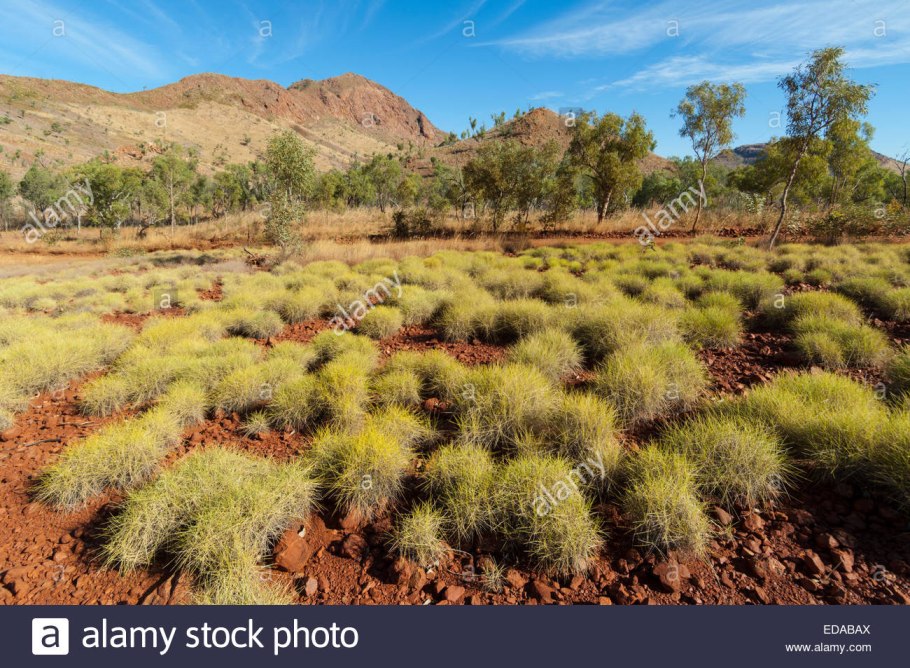 Цветы в пустыне Австралии