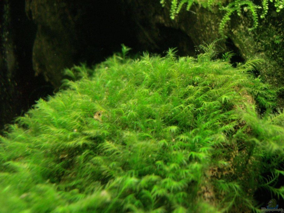 Мох Феникс (Phoenix Moss)