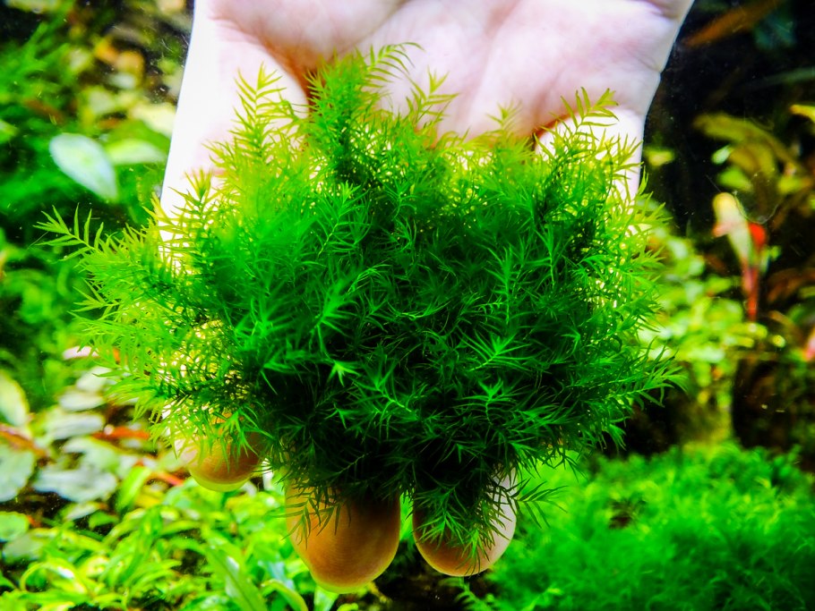 Мох Камерун /Moss Hanegoke SP. Cameroon