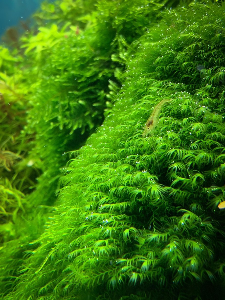 Мох Феникс (Fissidens fontanus)