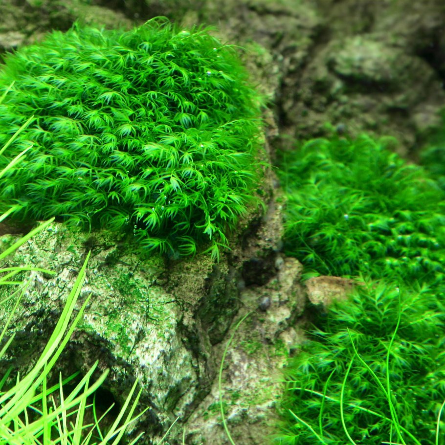Мох Феникс (Phoenix Moss)