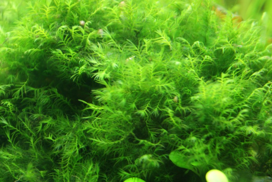 Fissidens fontanus