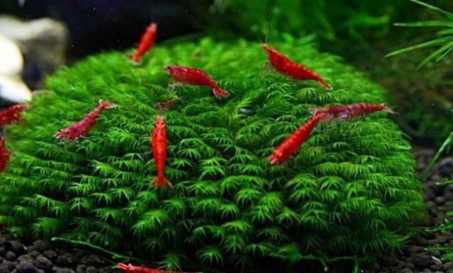 Moss Fissidens fontanus