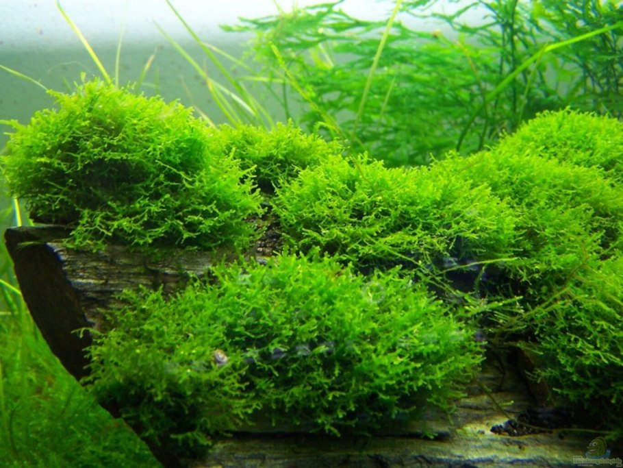 Fissidens fontanus