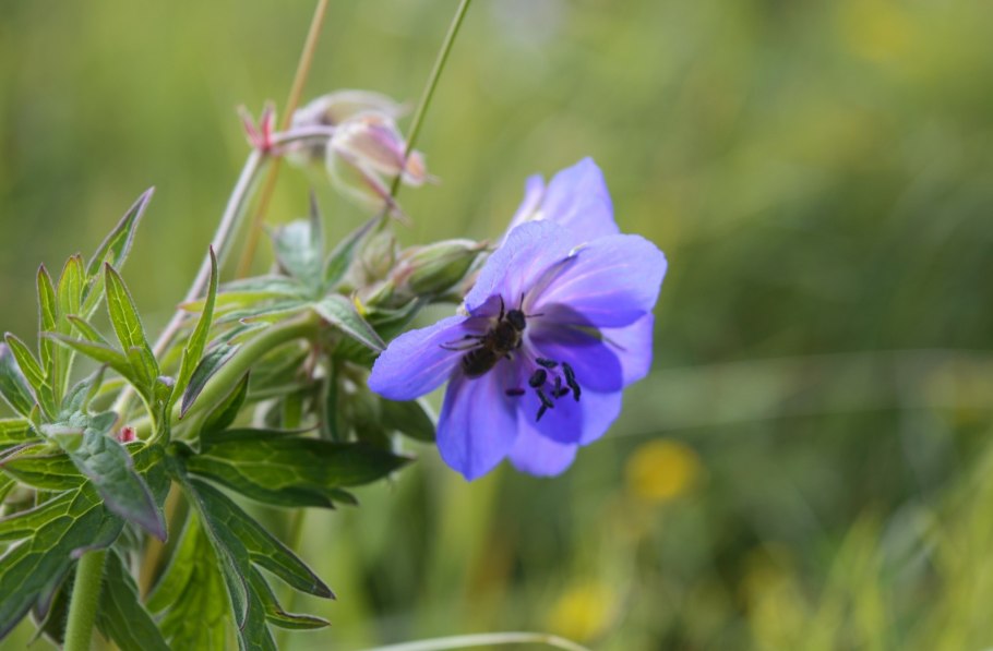 Герань Луговая