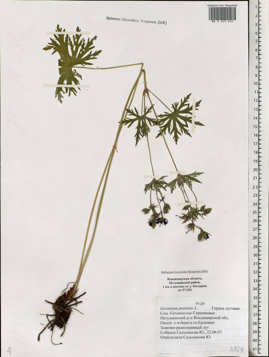 Герань Луговая корневая система