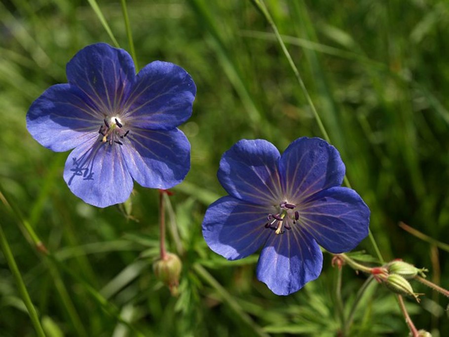 Герань Луговая синяя