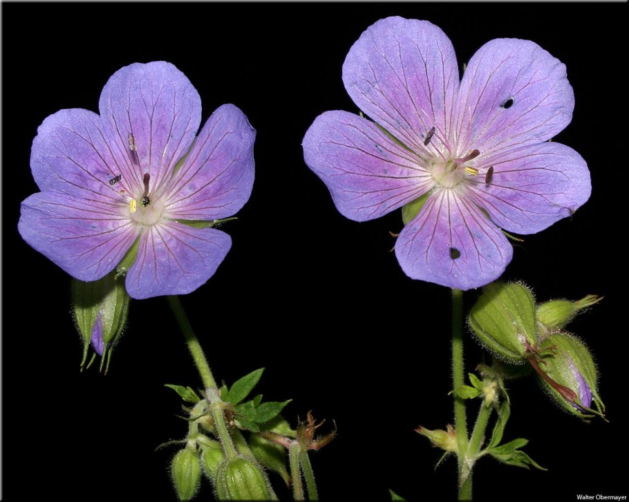 Geranium tauricum Rupr. Герань Крымская