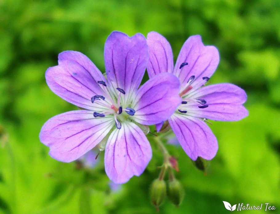 Герань Садовая Полевая