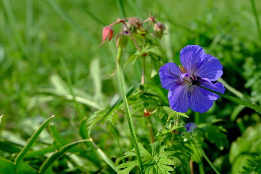 Герань Луговая Вайолет