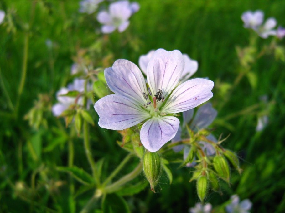 Герань Луговая семена