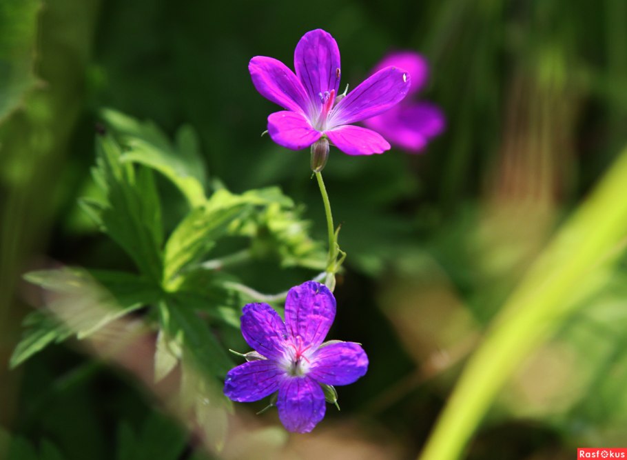 Герань Дикая Луговая