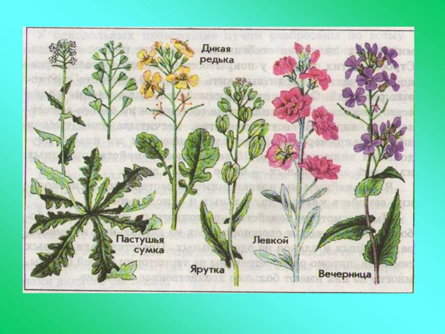 Параграф по биологии 6 класс Сложноцветные