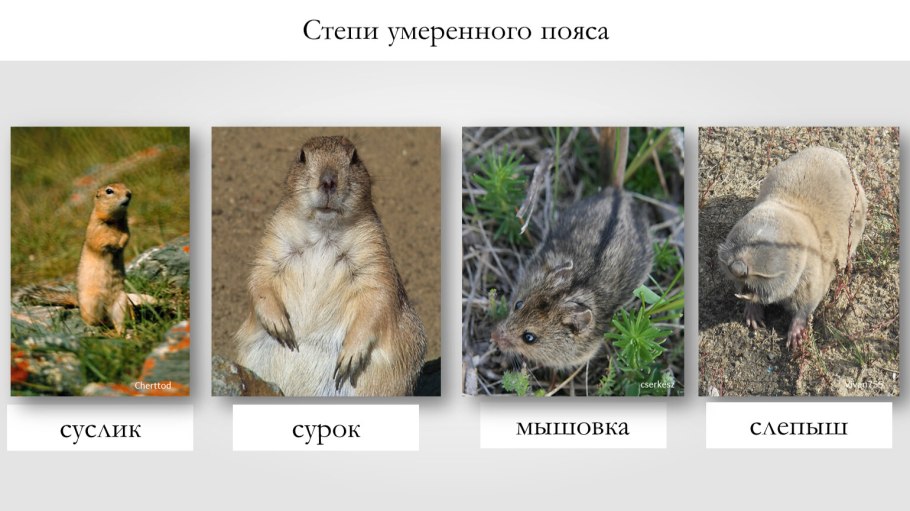 Степи умеренного пояса животные