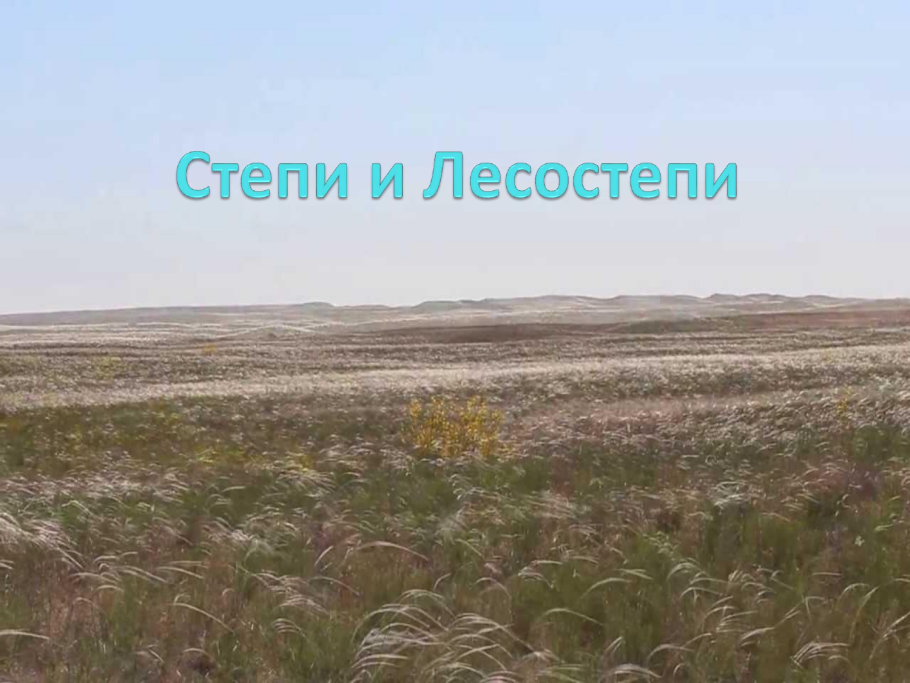 Лесостепи степи и полупустыни