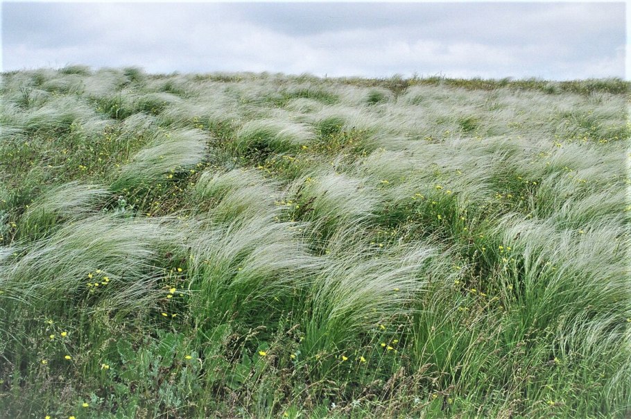 Ковыль Сарептский (Stipa sareptana)