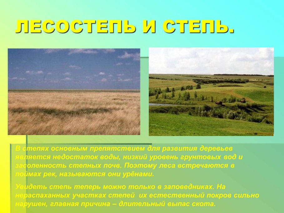 Почвы лесостепи и степи в России