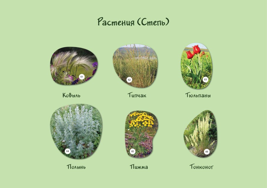Карточки растения