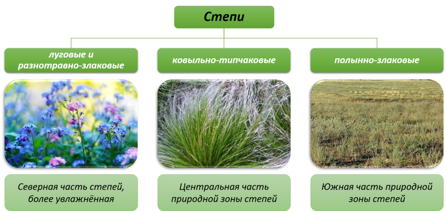 Типы степей