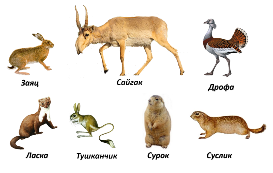 Животные степи