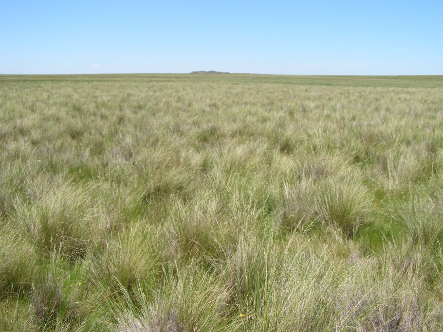 Ковыль в тундре