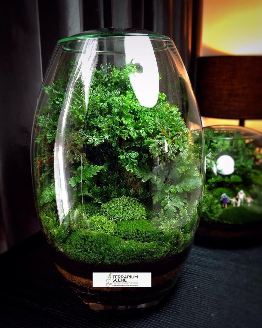 Terrarium Moss террариумный мох