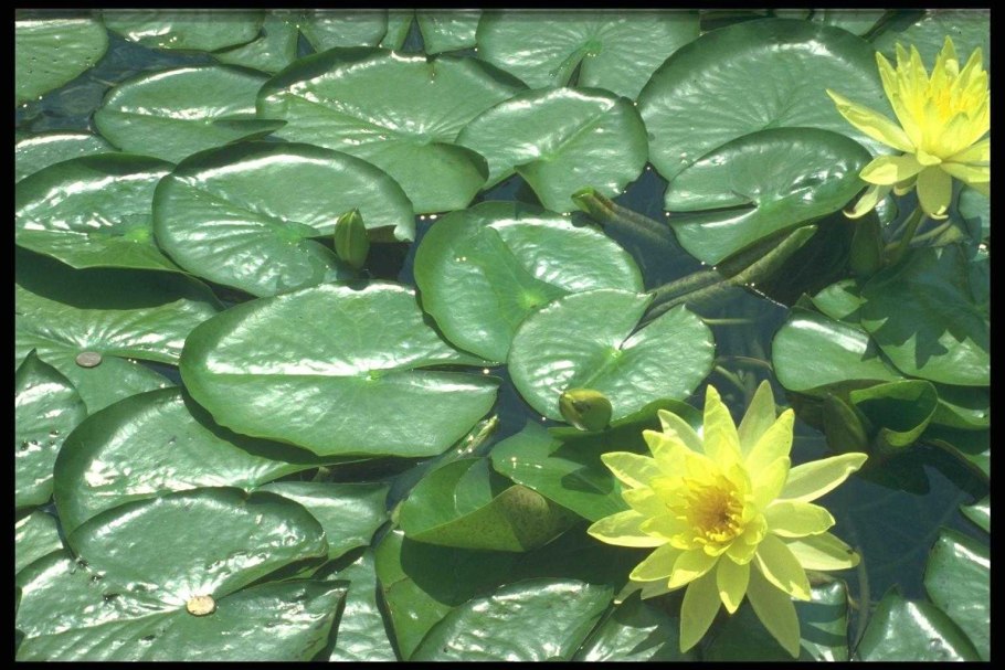 Кувшинка это водоросль