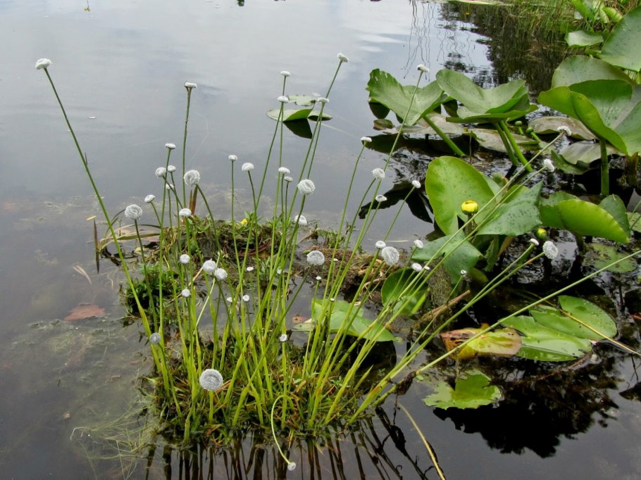 Водяные растения для пруда авито гтоцынь и Патиция