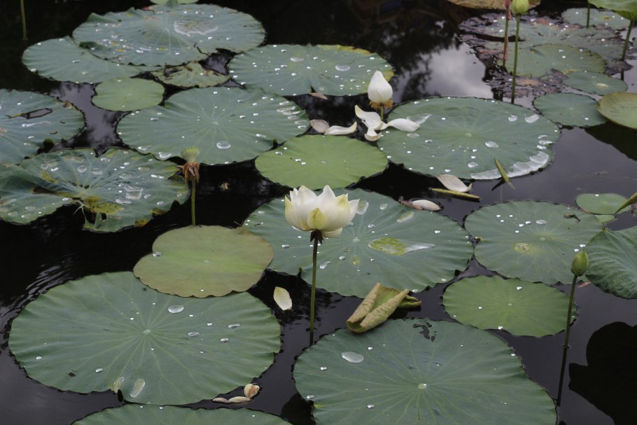 Пузырчатка Болотная