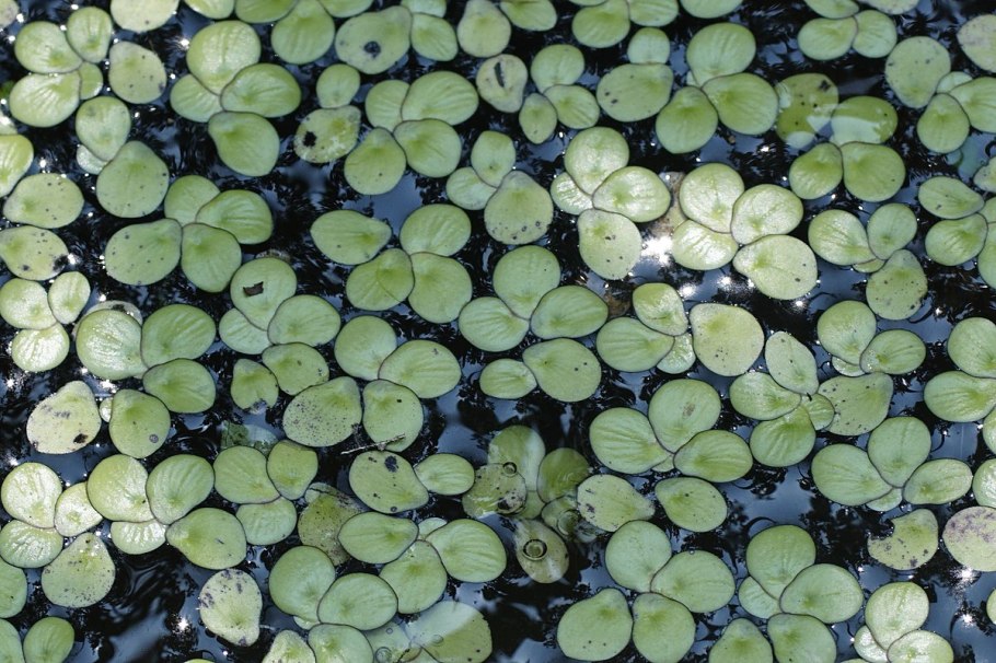 Пояс водных растений