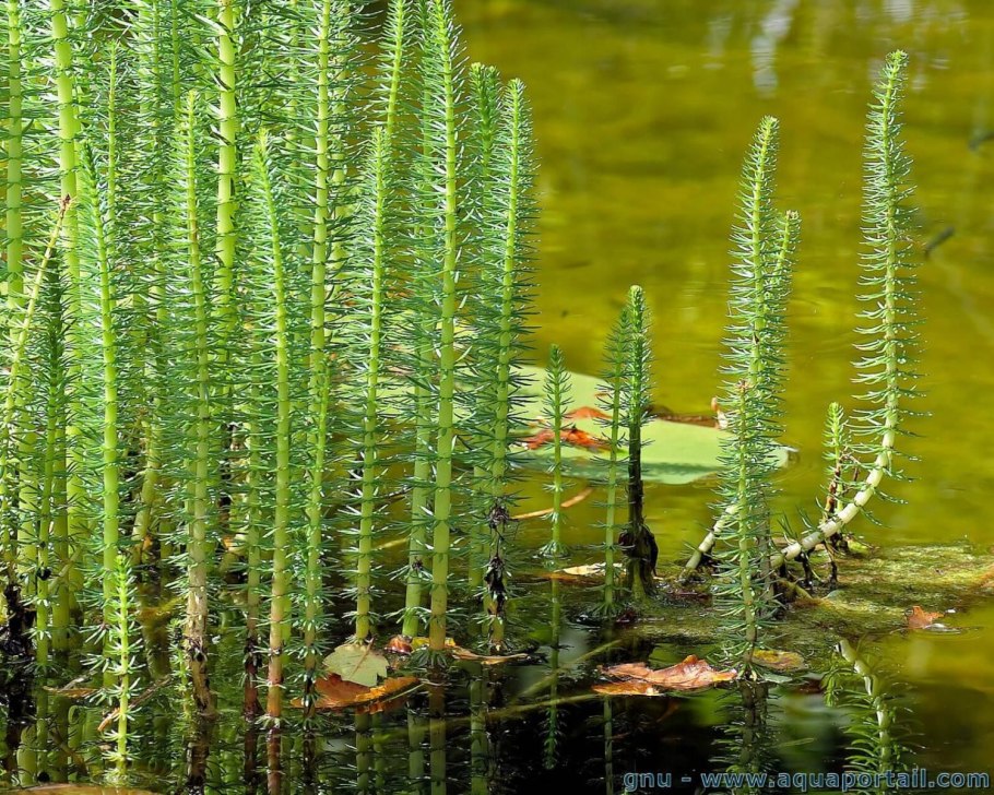 Гидрофиты гигрофиты гидрофиты